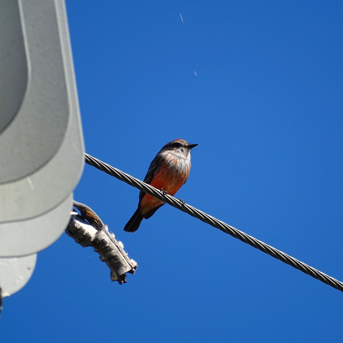 Vermilion Flycatcher - ML185884881