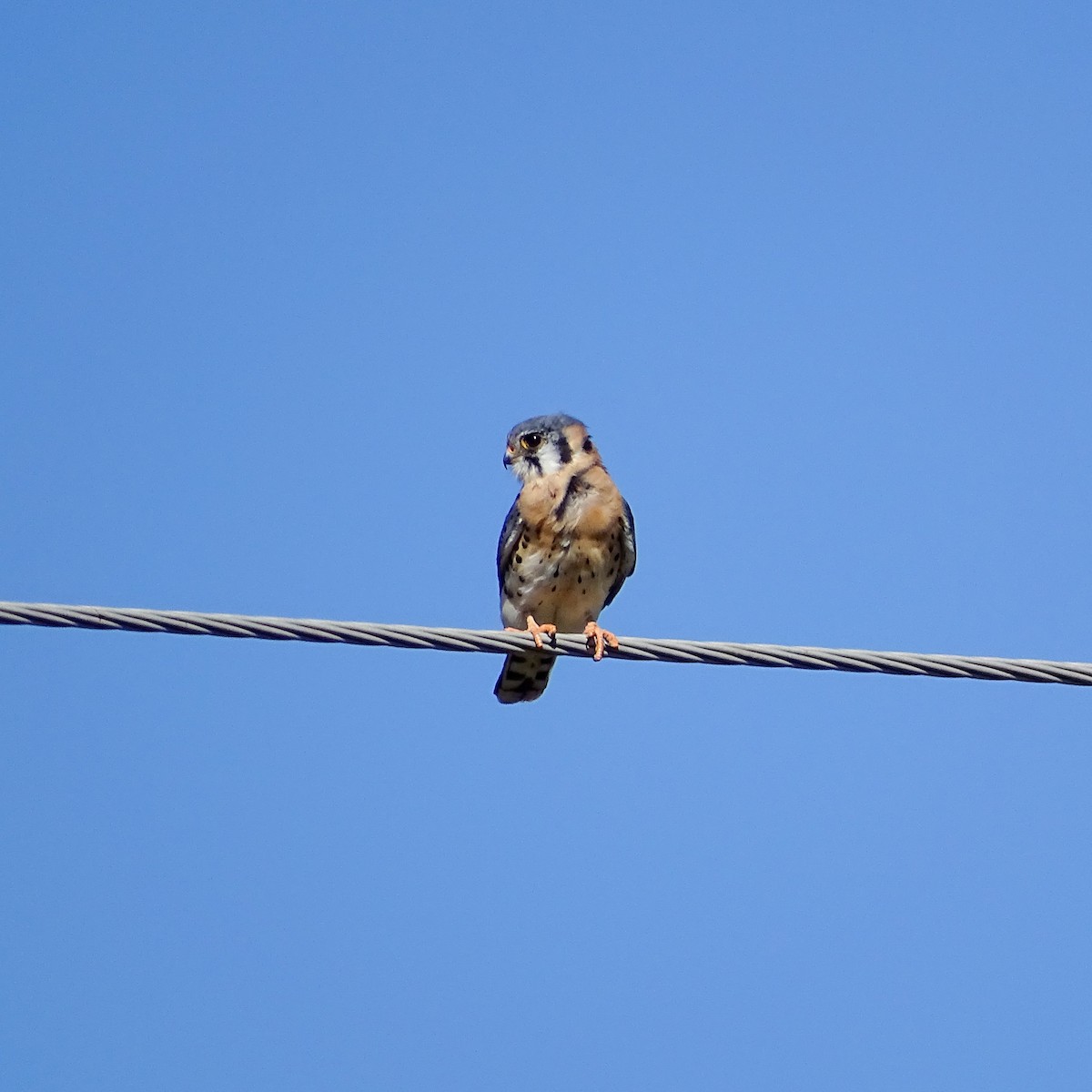 American Kestrel - ML185885141