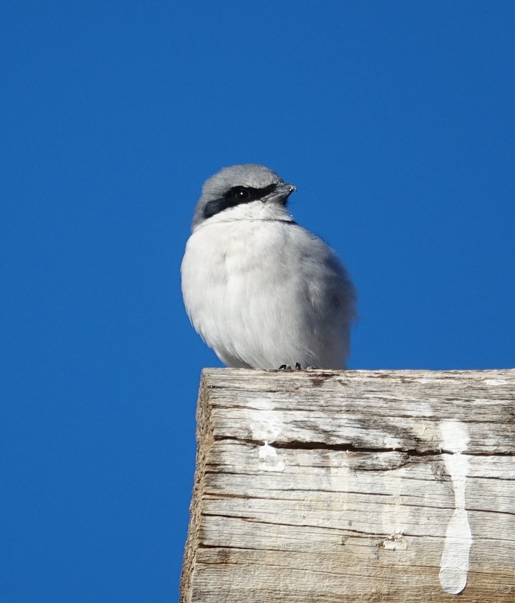 Loggerhead Shrike - ML185885701