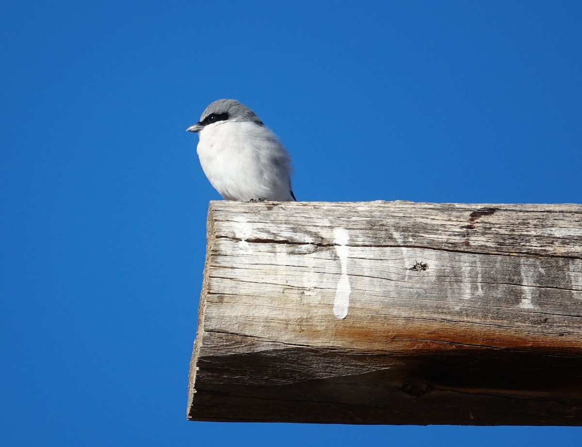 Loggerhead Shrike - ML185885771