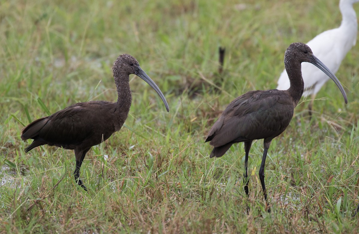ibis americký - ML185885781