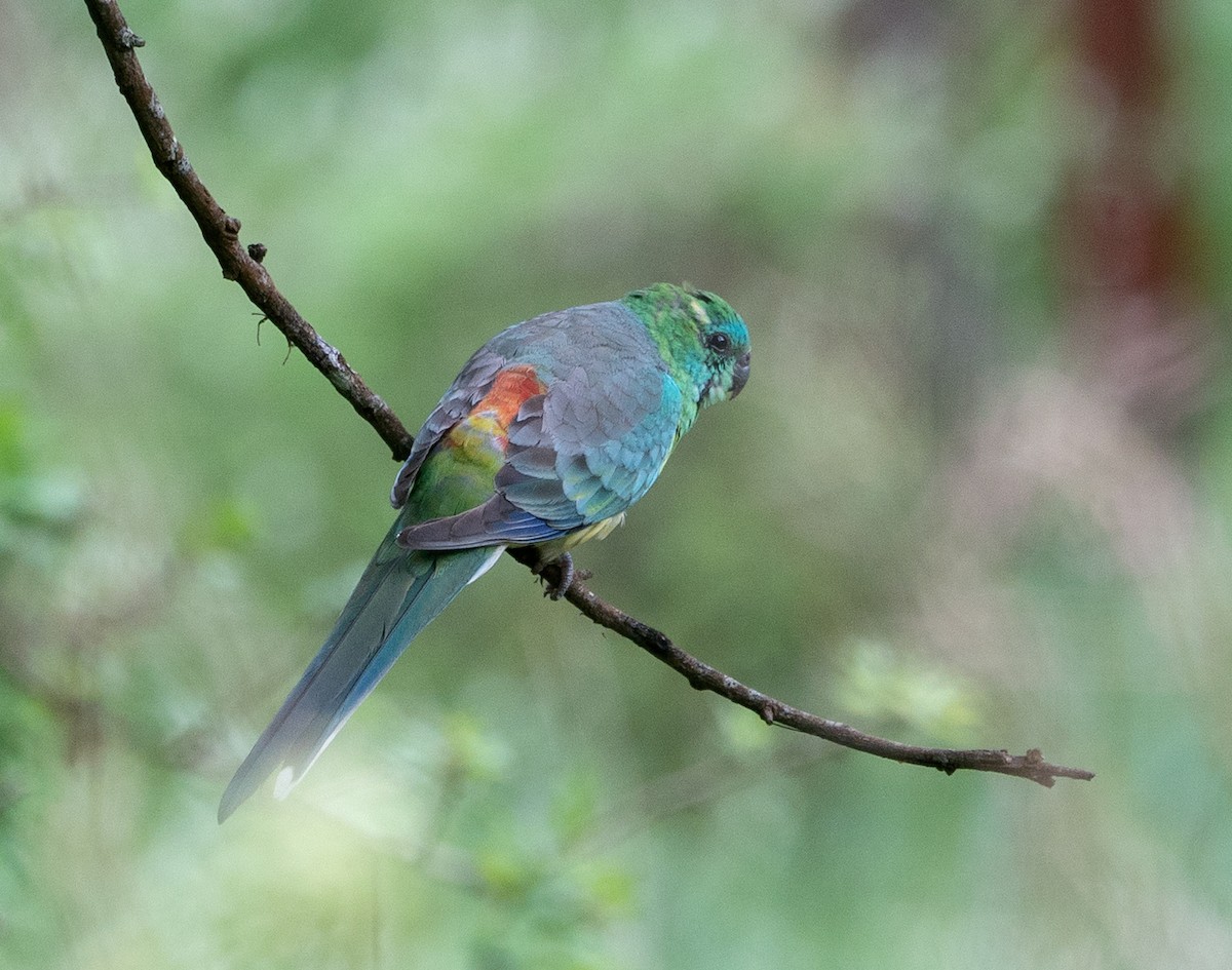 Red-rumped Parrot - ML185885951