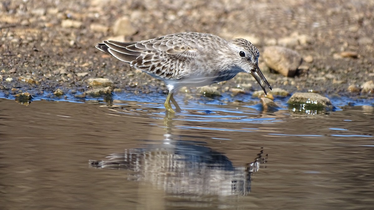 Least Sandpiper - ML185886741