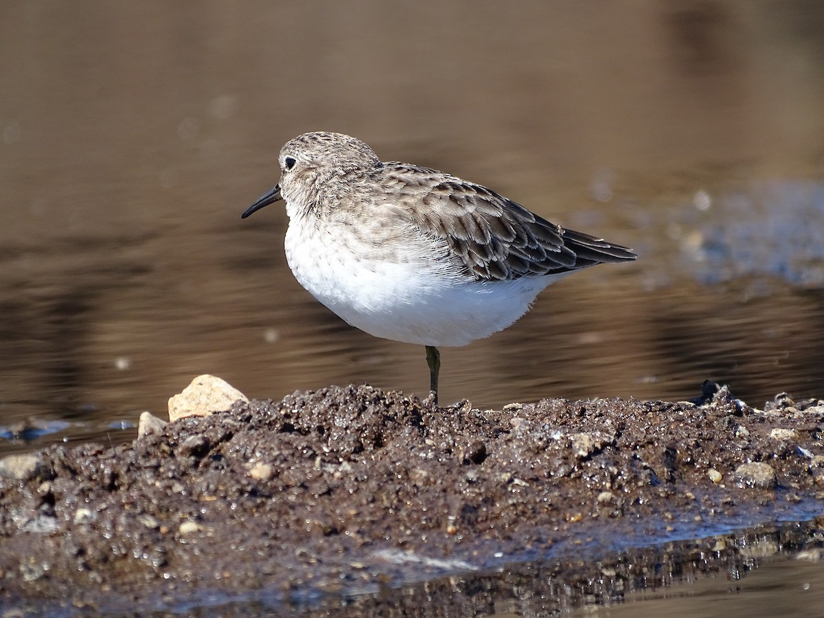 Least Sandpiper - ML185886761