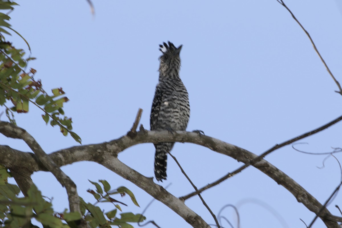 Barred Antshrike - ML185886821