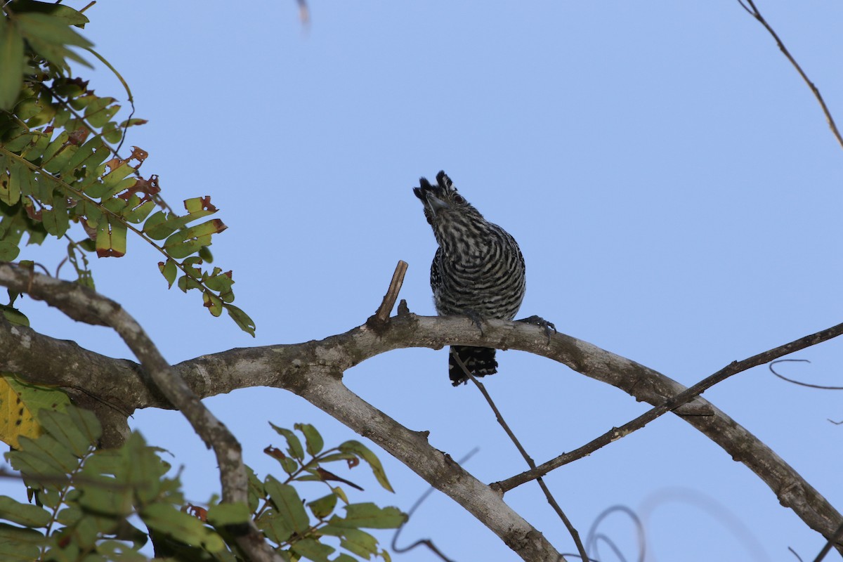 Barred Antshrike - ML185887061