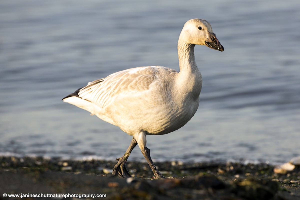 Snow Goose - Janine Schutt