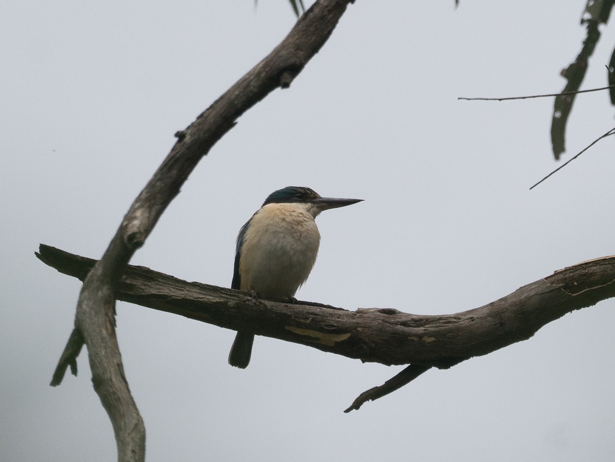 Sacred Kingfisher (Australasian) - ML185887931