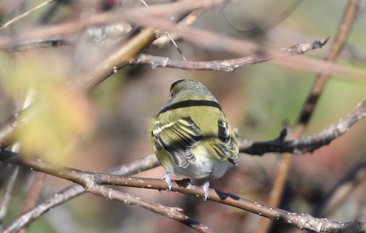 White-eyed Vireo - ML185887961