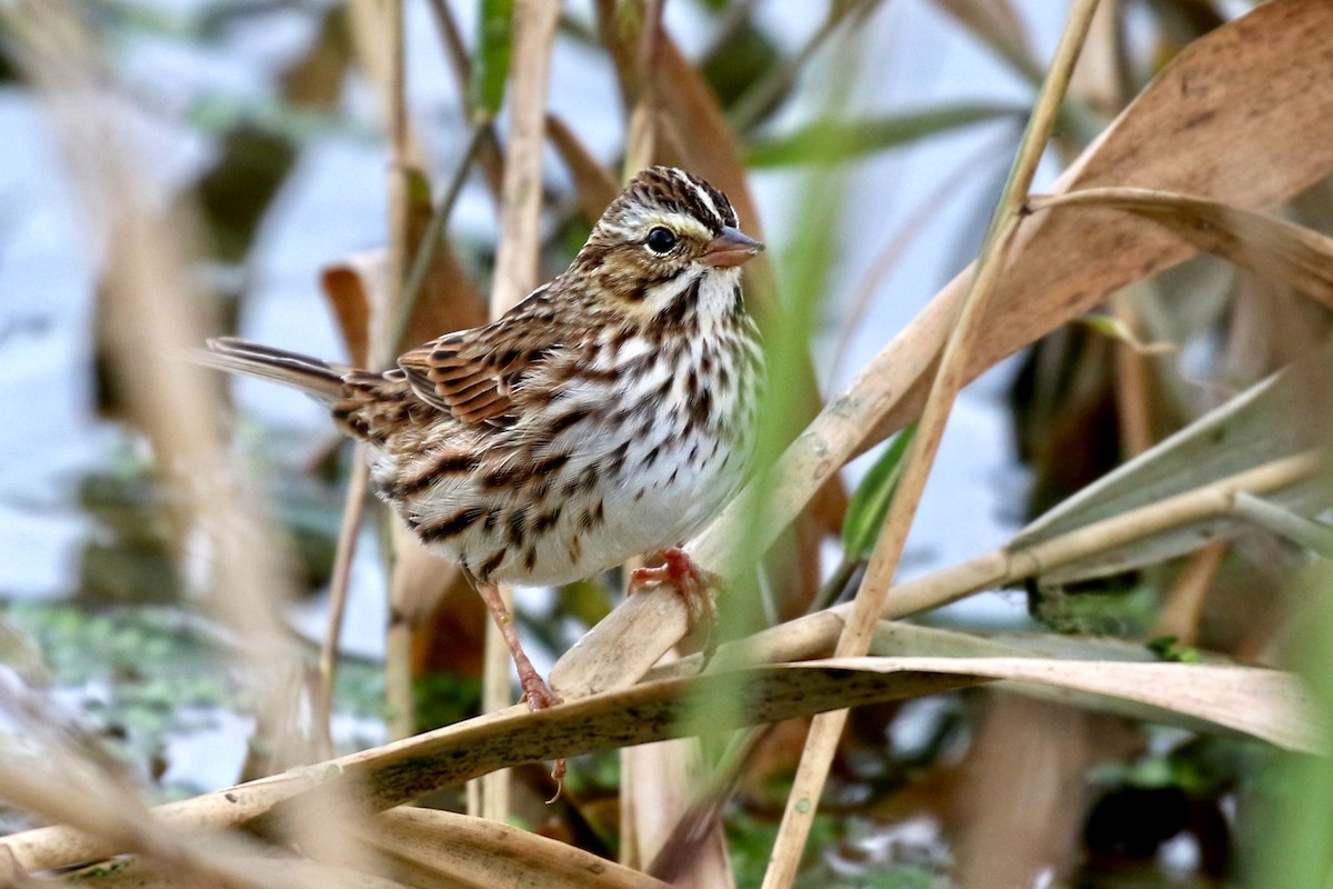 Savannah Sparrow - Lori Charron