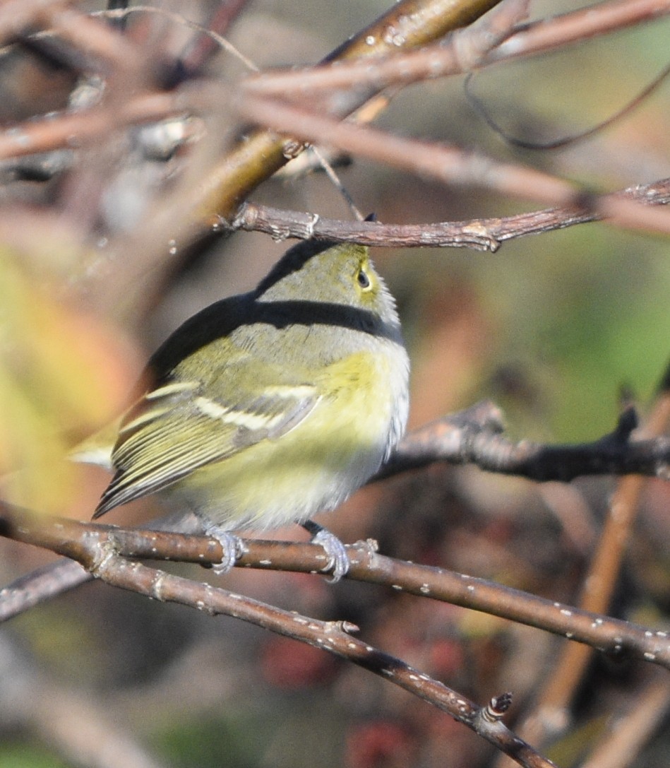 White-eyed Vireo - ML185888001