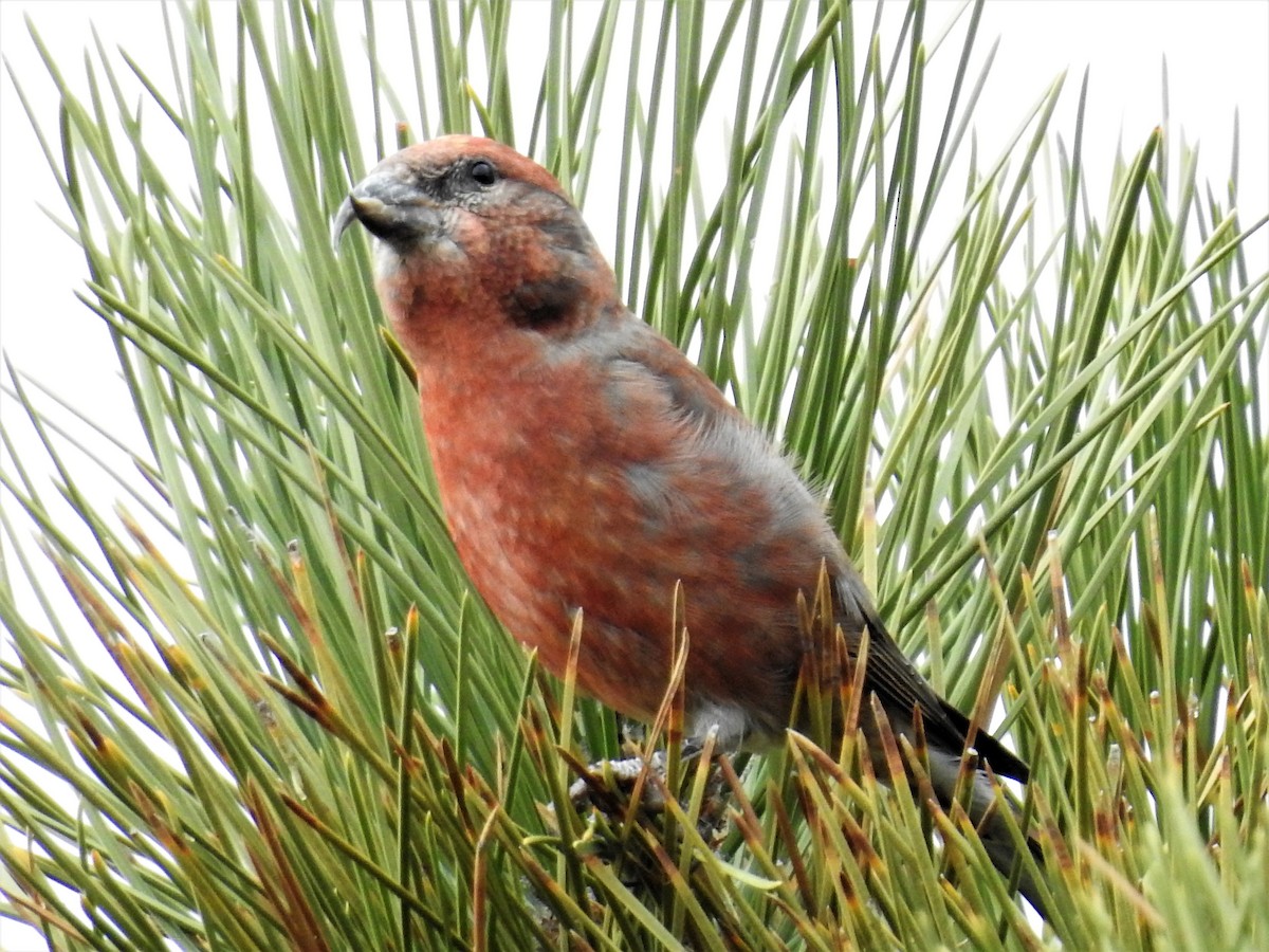 Red Crossbill - ML185889161