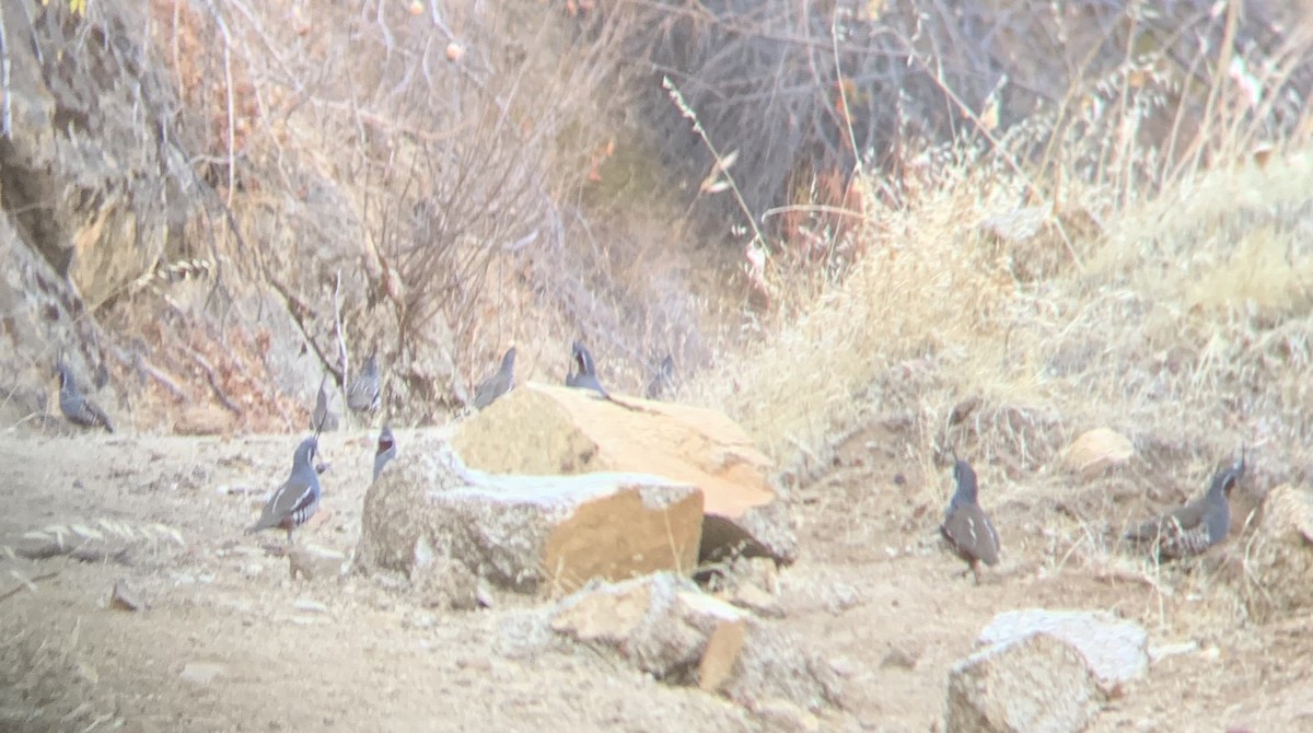 Mountain Quail - ML185891291