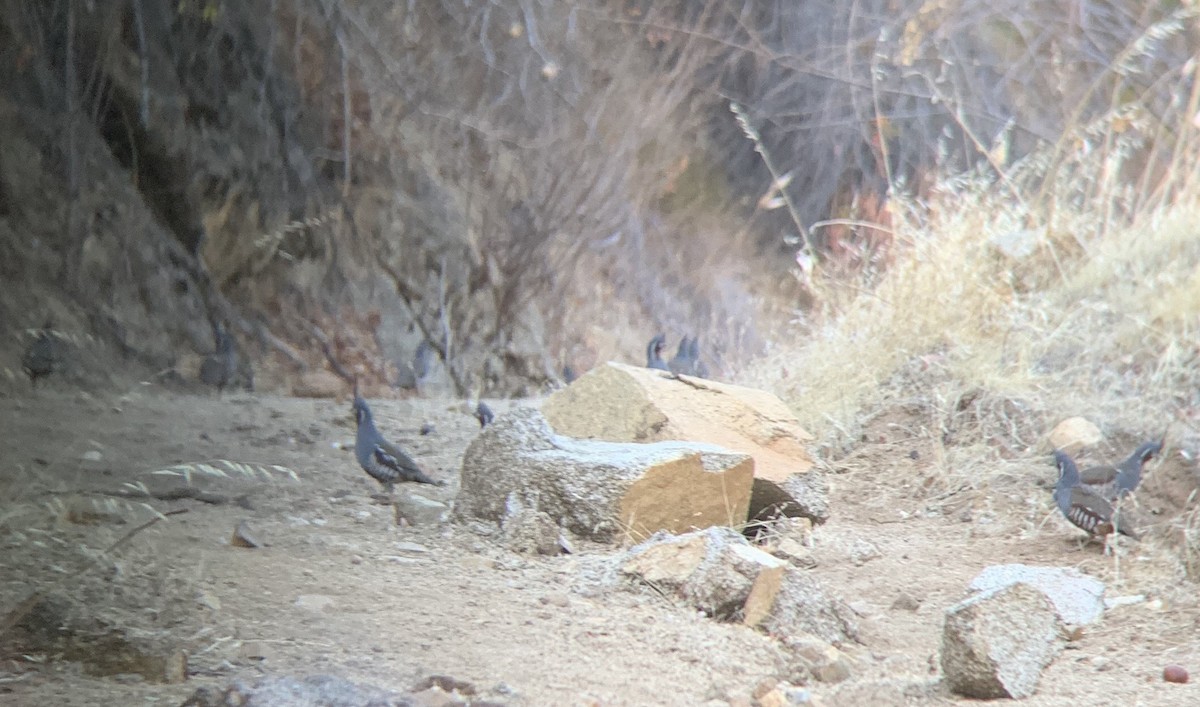 Mountain Quail - ML185891301