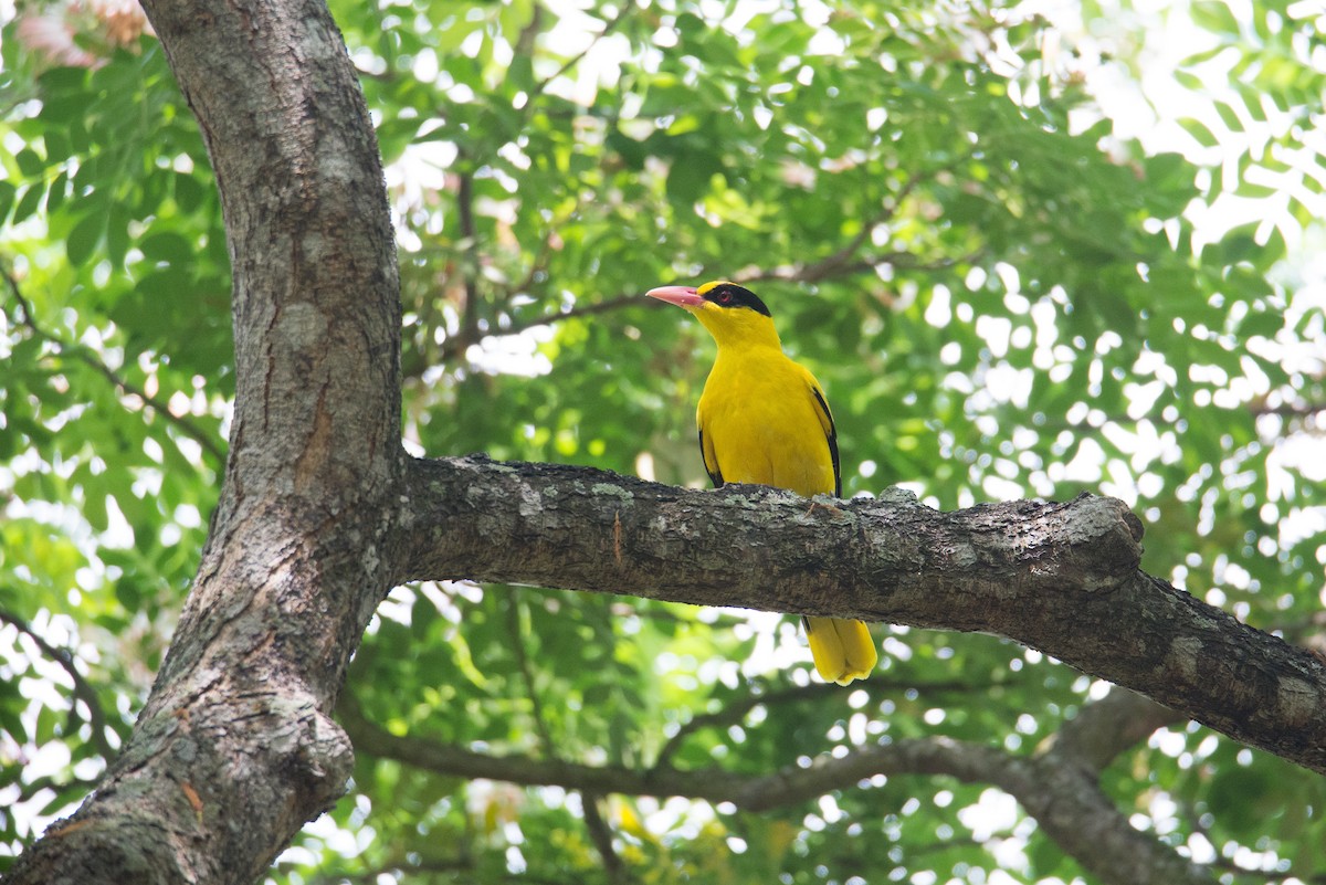 Black-naped Oriole - Jan Lile