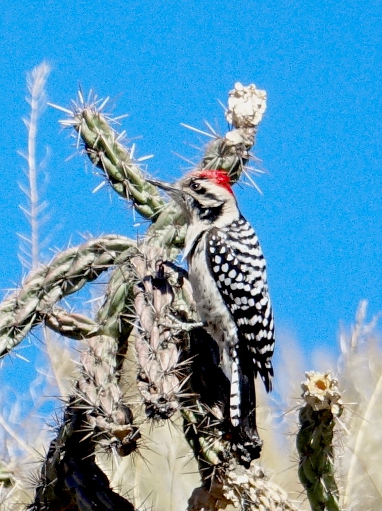 Ladder-backed Woodpecker - ML185892221