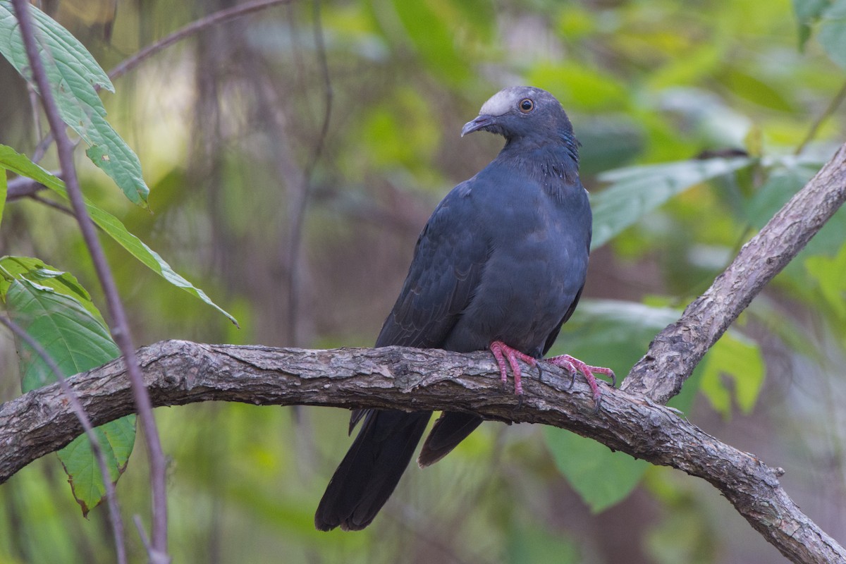 White-crowned Pigeon - ML185892551