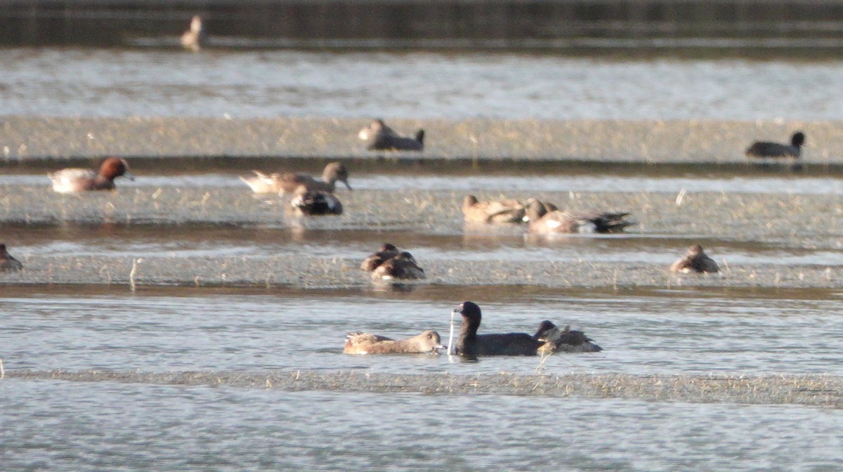 Eurasian Wigeon - ML185894021