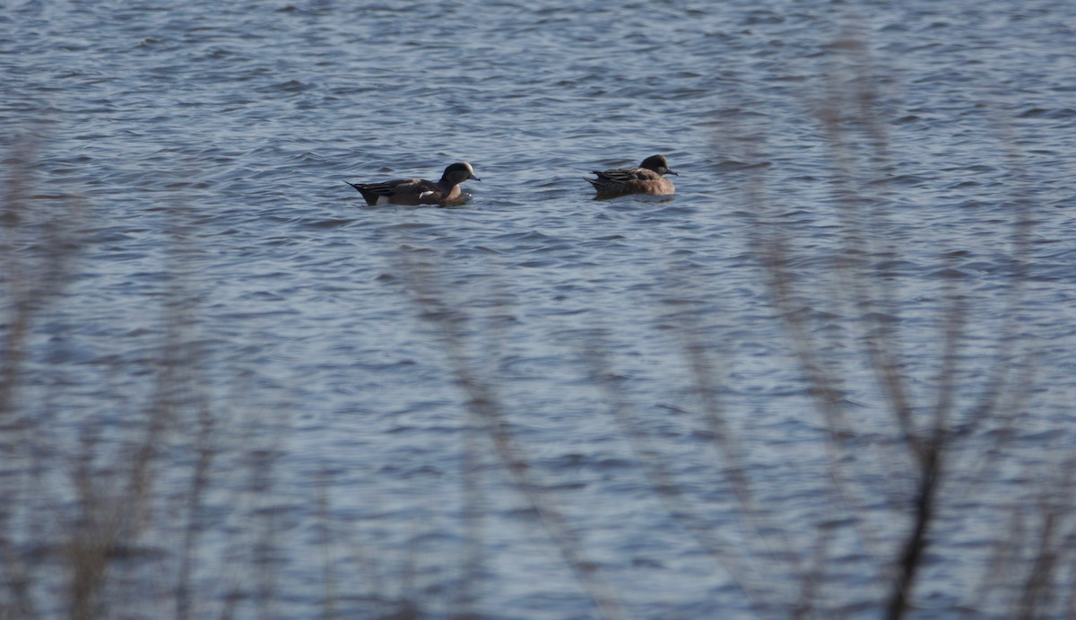 American Wigeon - ML185894461