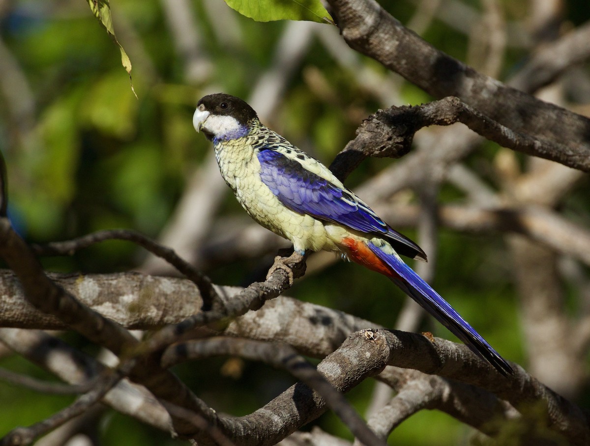 Northern Rosella - Scott Baker