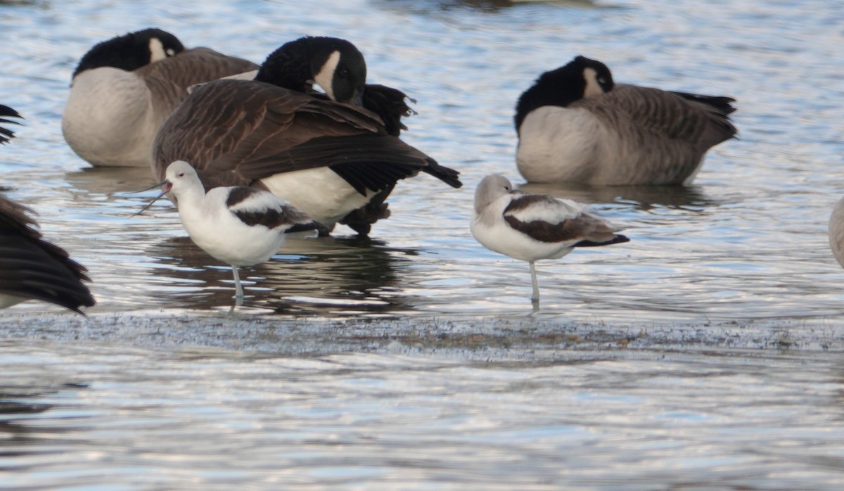 American Avocet - ML185894641