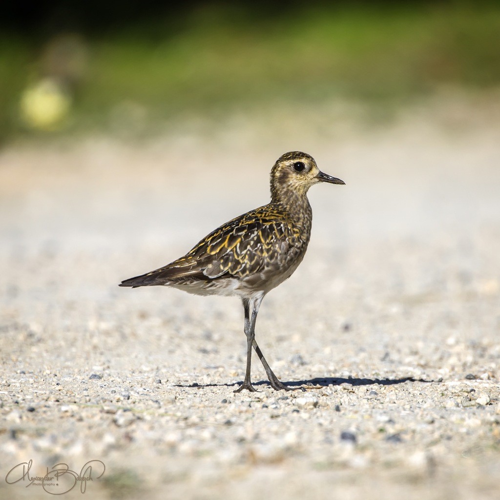 Pacific Golden-Plover - ML185894751