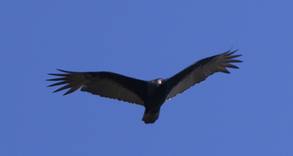 Turkey Vulture - ML185896431