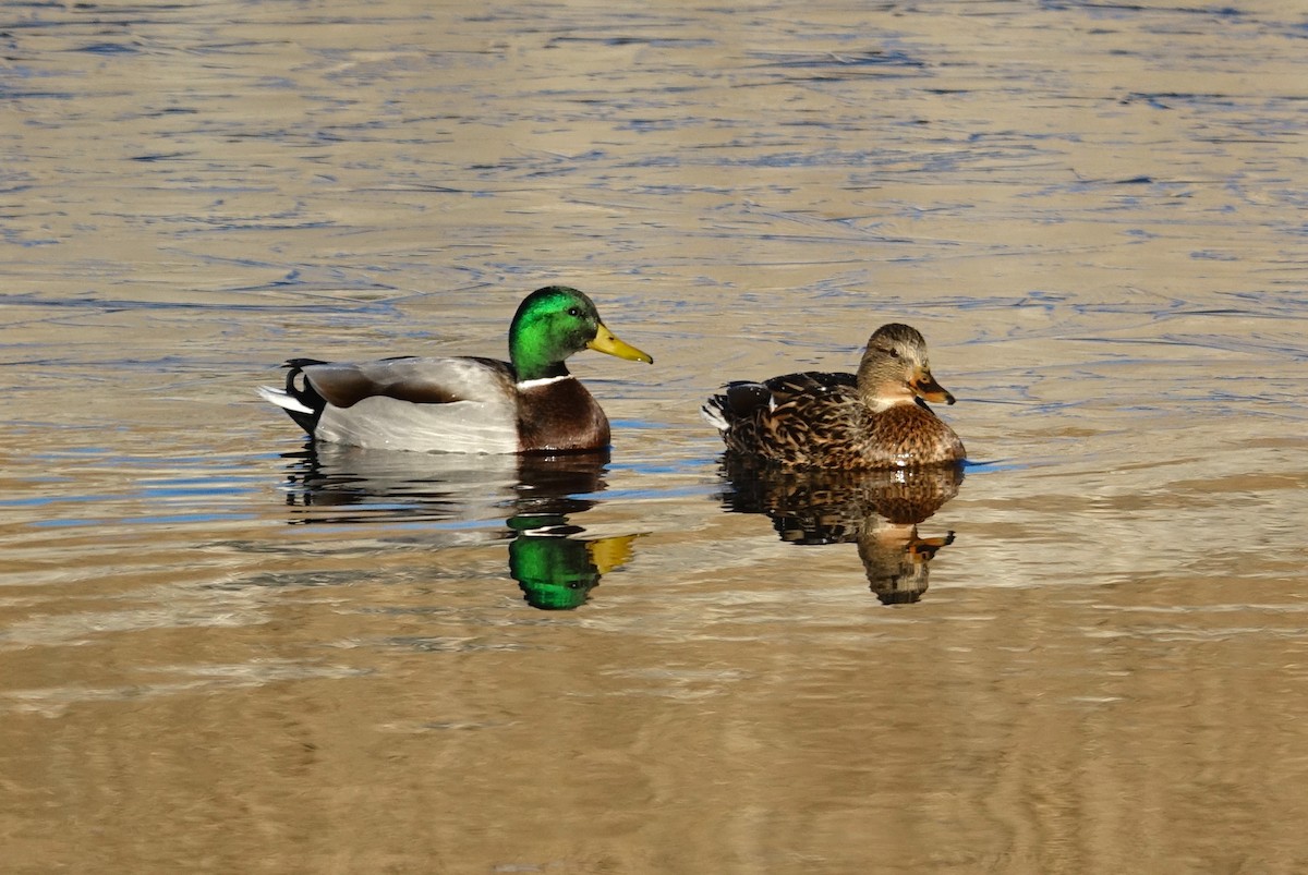 Mallard - Thomas Jackman