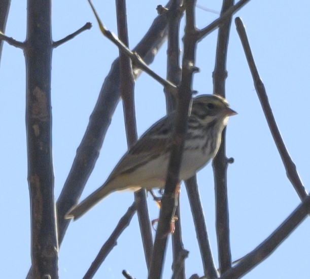 Savannah Sparrow - Norman Soskel