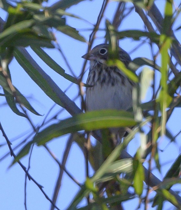 Vesper Sparrow - Norman Soskel