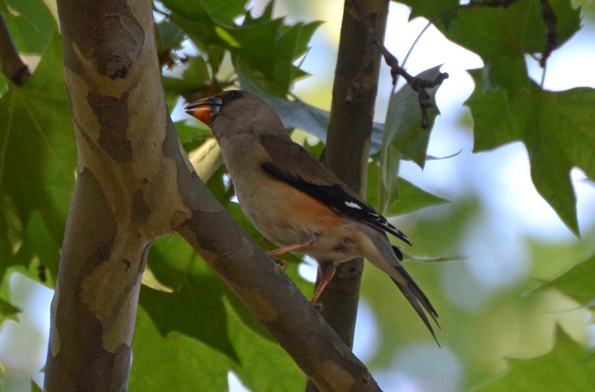 Yellow-billed Grosbeak - ML185901931