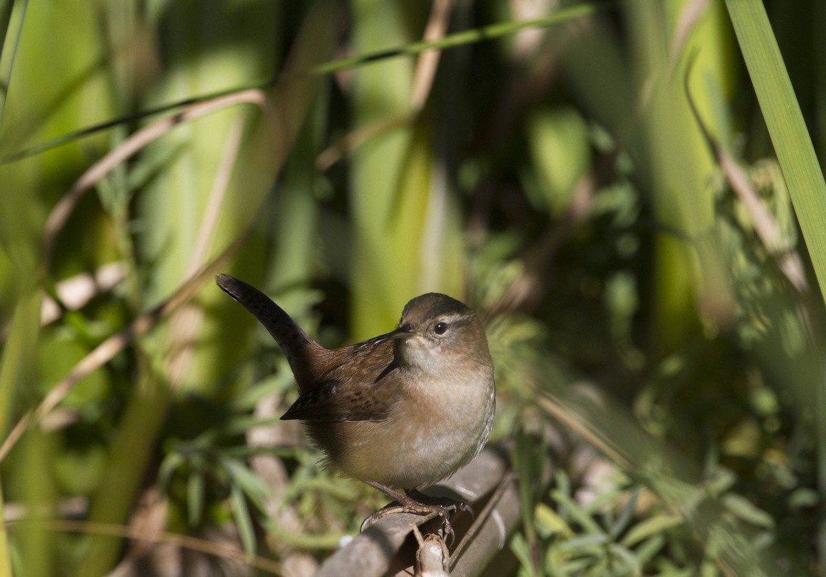 Marsh Wren - ML185902161