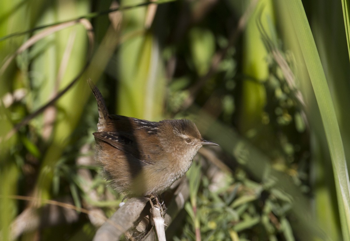 Marsh Wren - ML185902191