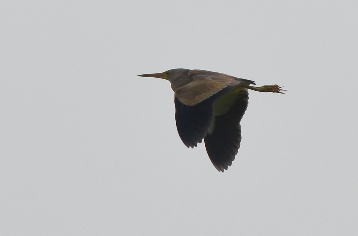 Yellow Bittern - ML185902671