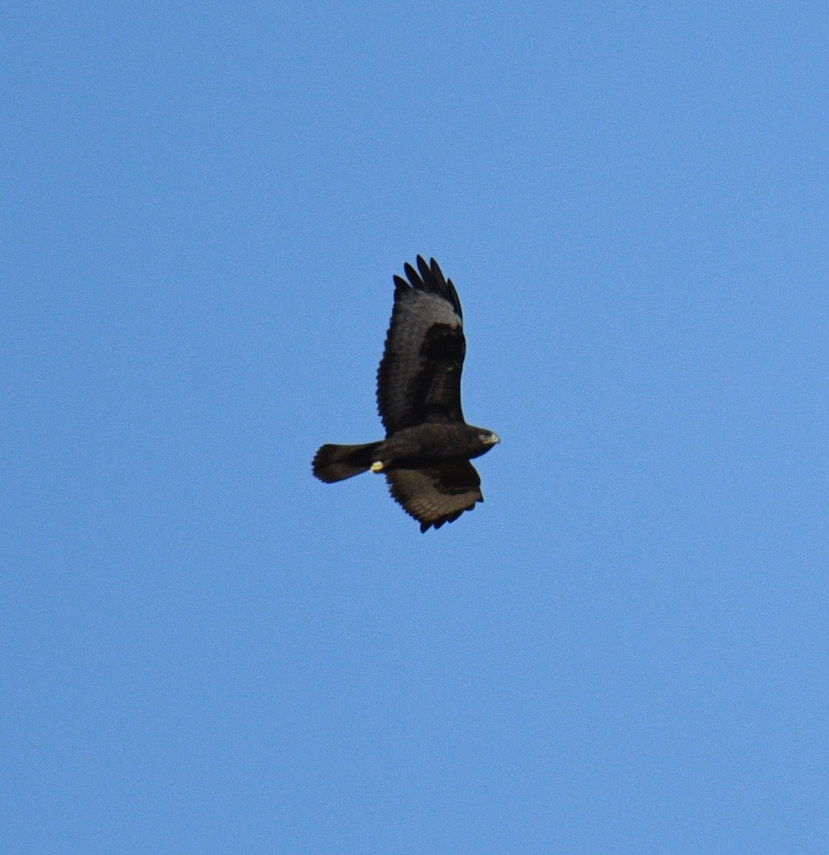 Rough-legged Hawk - ML185902701