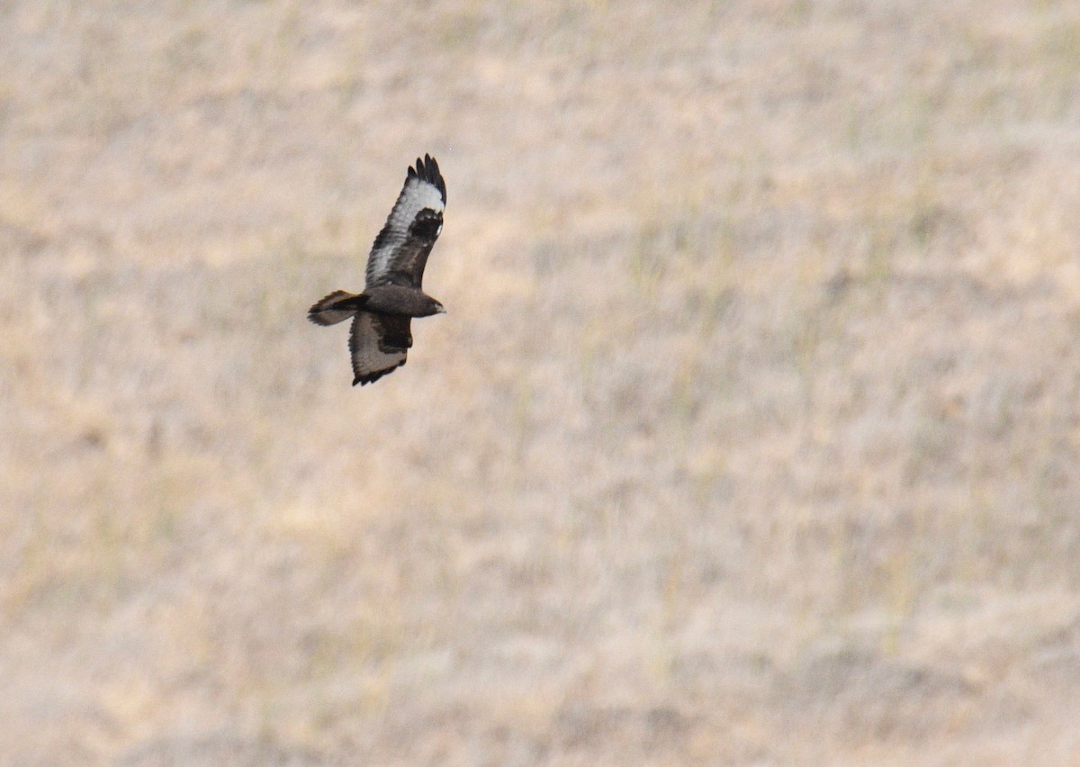 Rough-legged Hawk - ML185902741