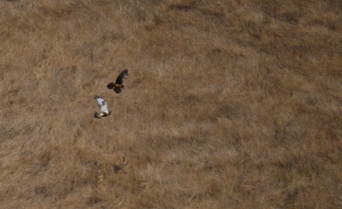 Rough-legged Hawk - ML185902791