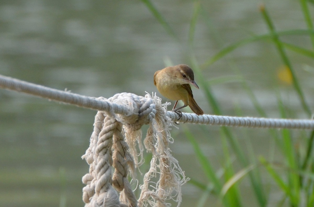 Oriental Reed Warbler - ML185902931