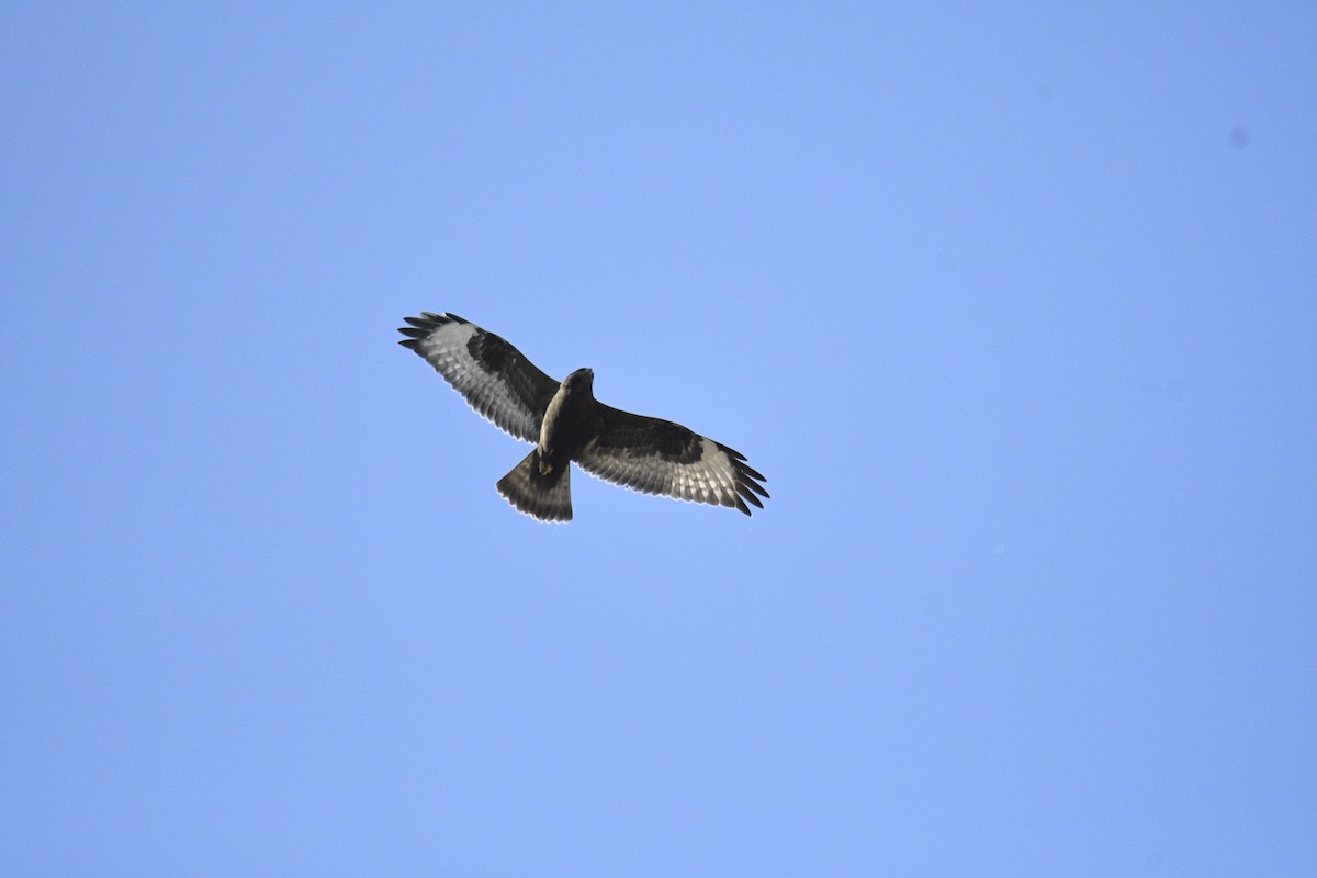 Rough-legged Hawk - ML185903311