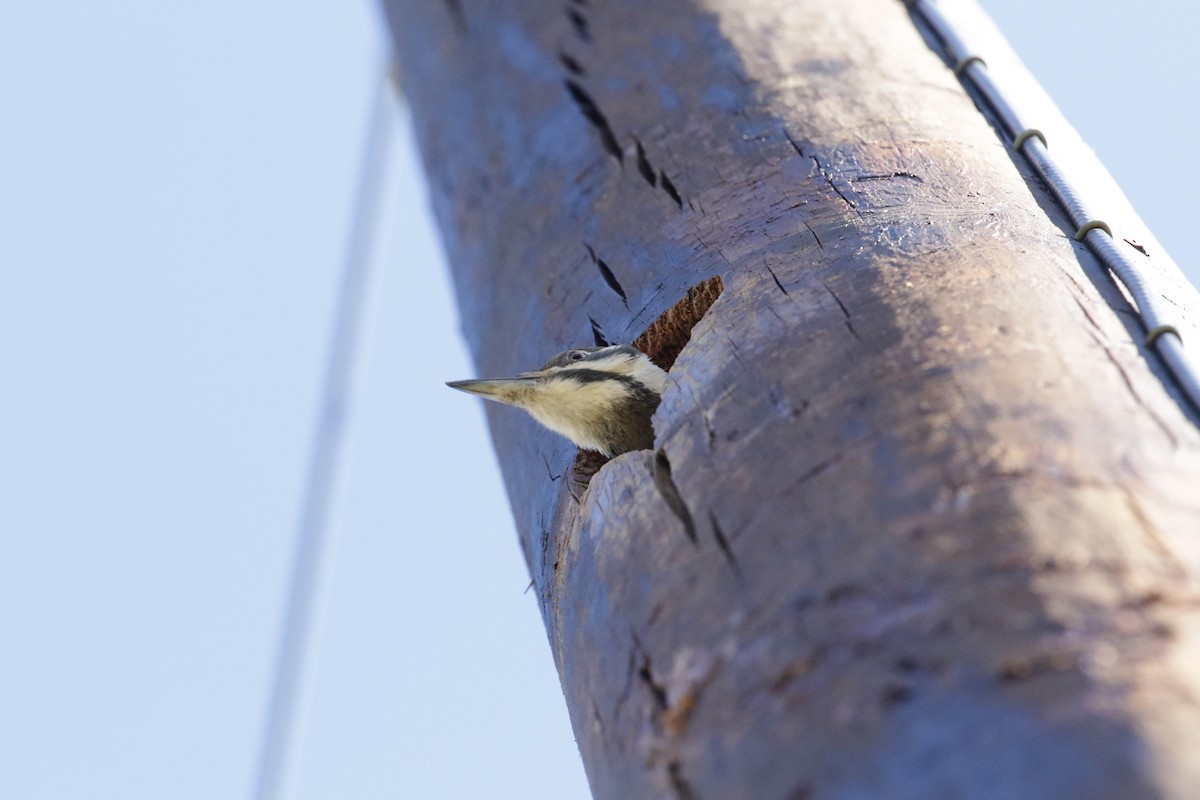 Pileated Woodpecker - ML185903471