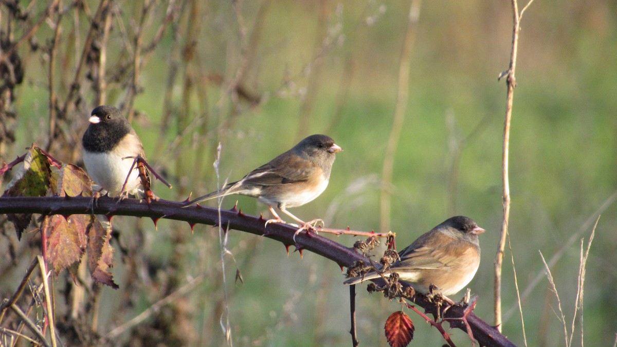 Dark-eyed Junco (Oregon) - ML185904041