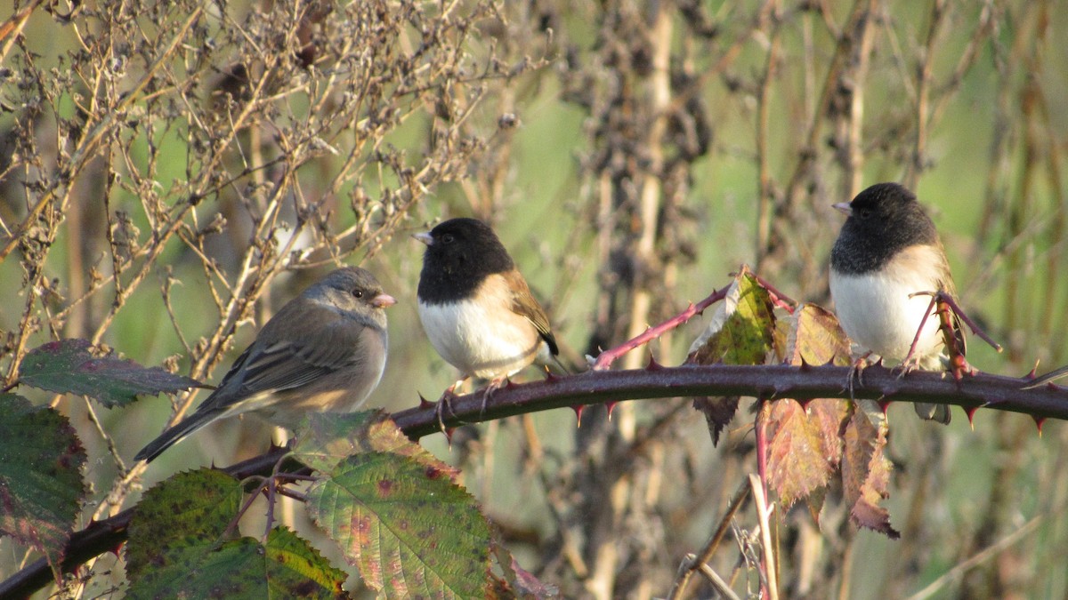 Dark-eyed Junco (Oregon) - ML185904051