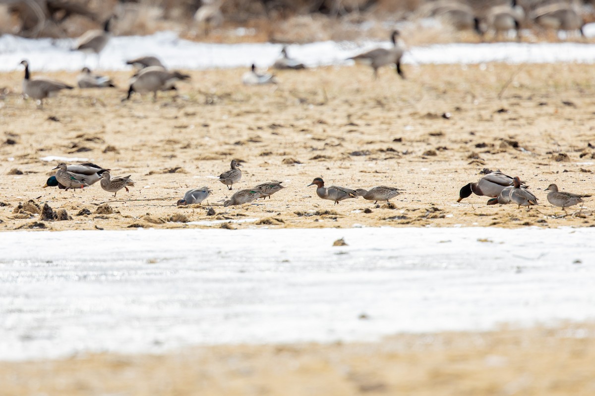 Green-winged Teal - ML185904171