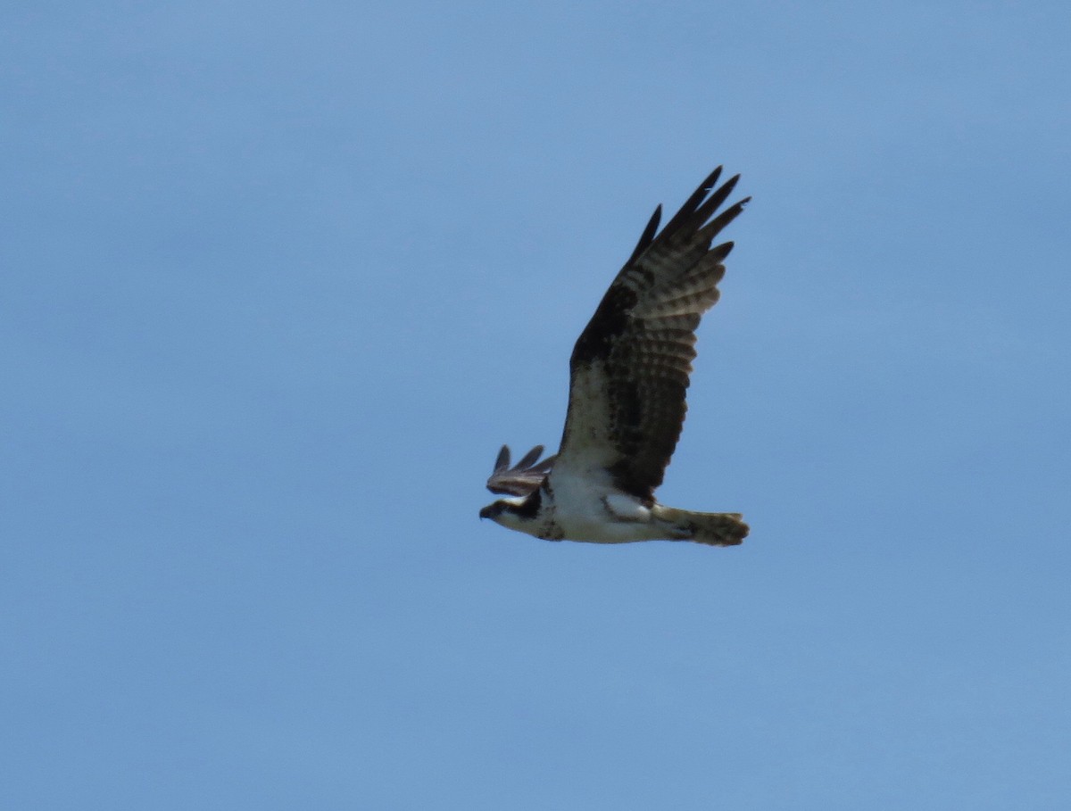 Osprey - Lisa Cancade Hackett