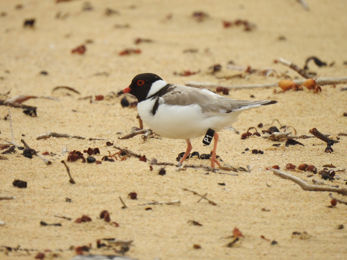 Hooded Plover - Liam Manderson