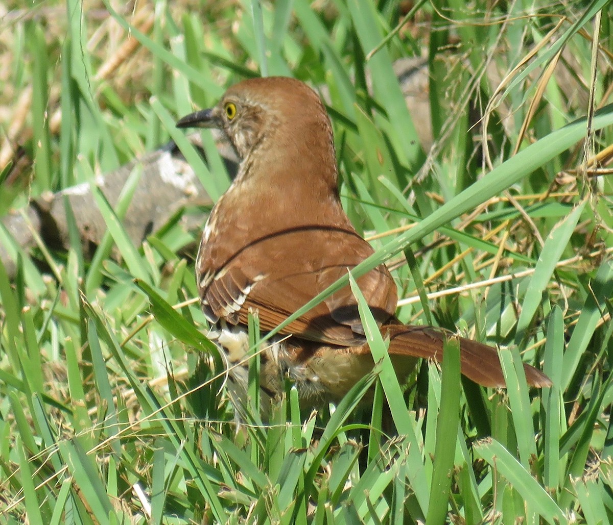 Brown Thrasher - ML185906051