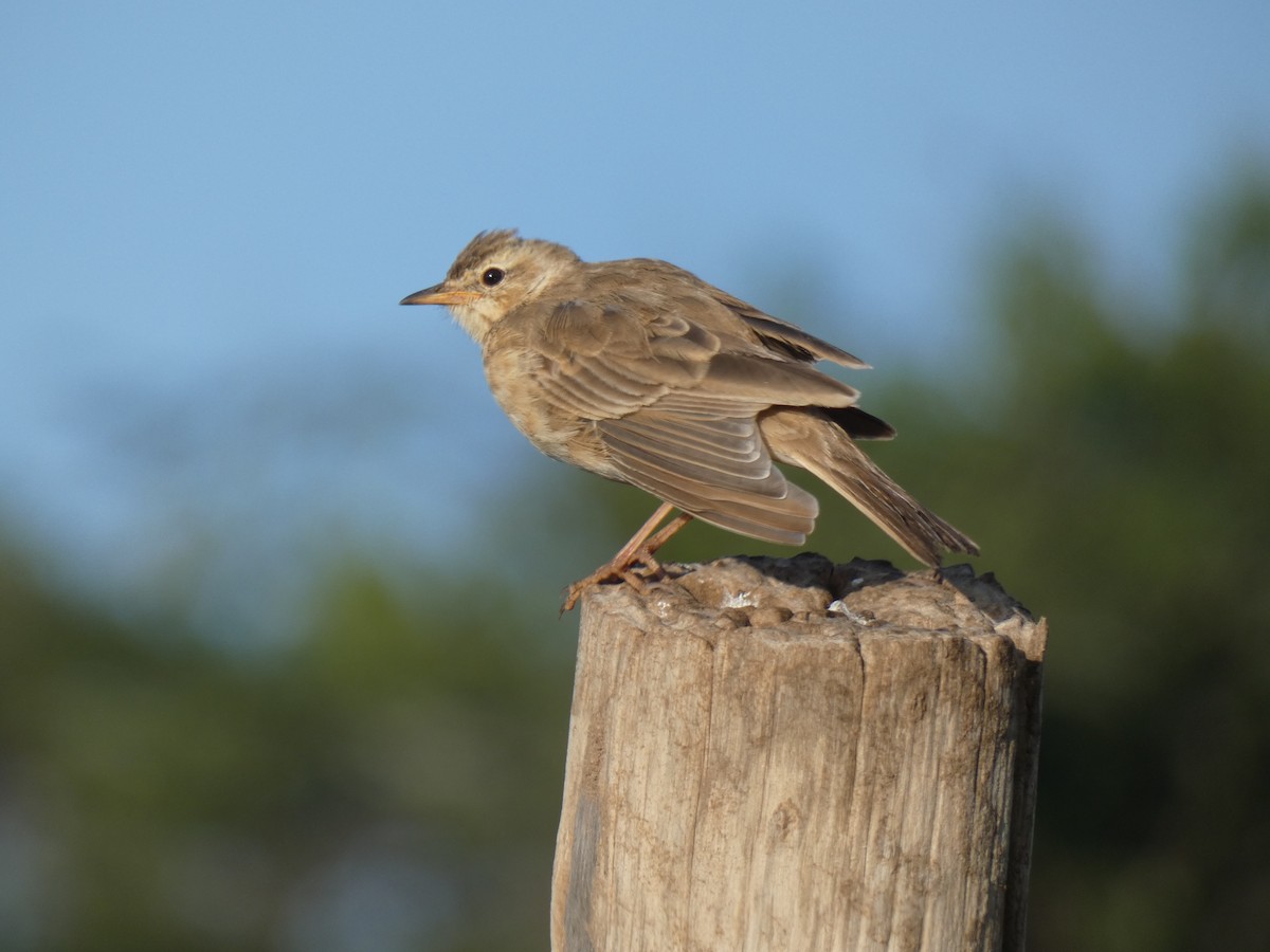 Plain-backed Pipit - ML185907651