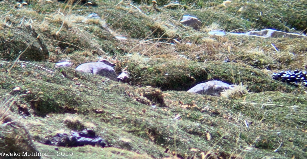 Rufous-bellied Seedsnipe - ML185908711