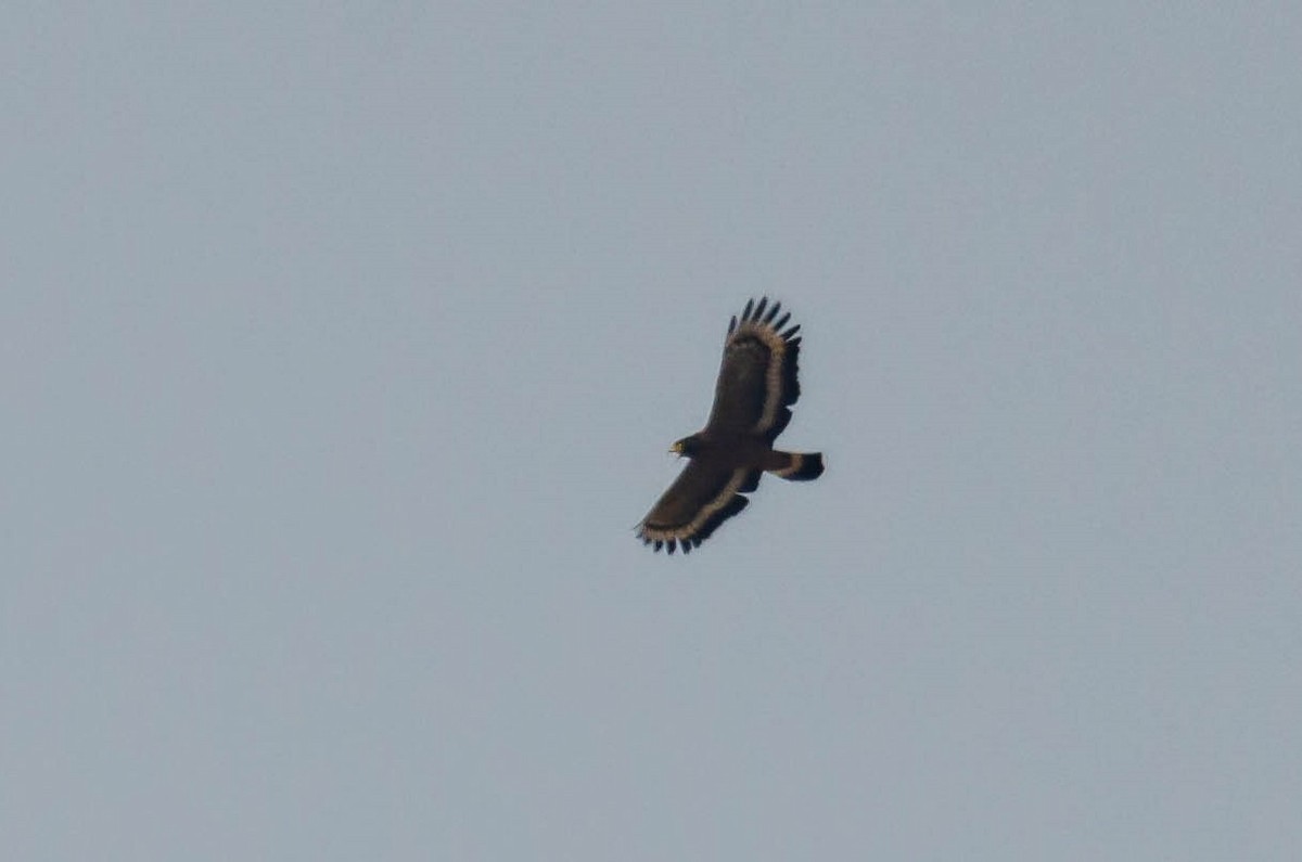 Crested Serpent-Eagle - ML185911121