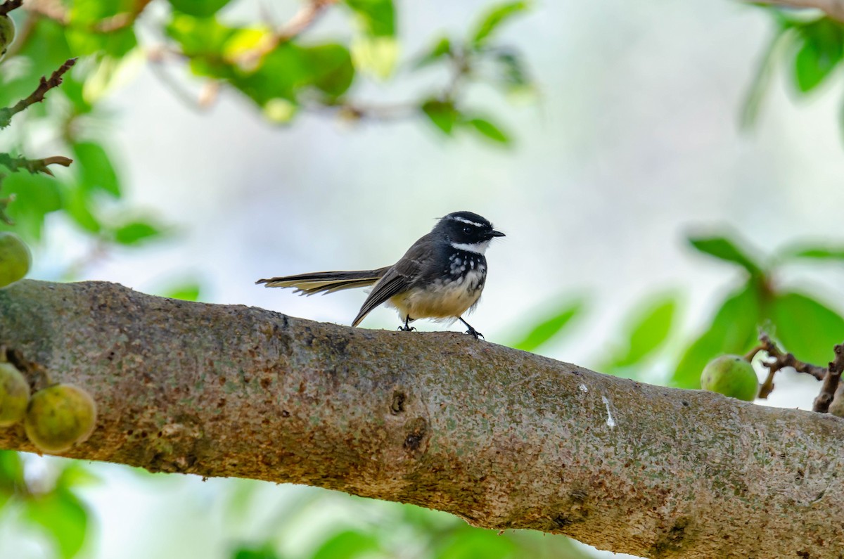Spot-breasted Fantail - ML185911591